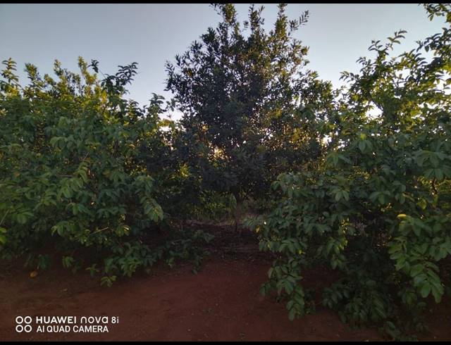 29HA FARM FOR SALE IN LEVUBU